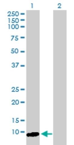 Anti-ARL9 antibody produced in mouse