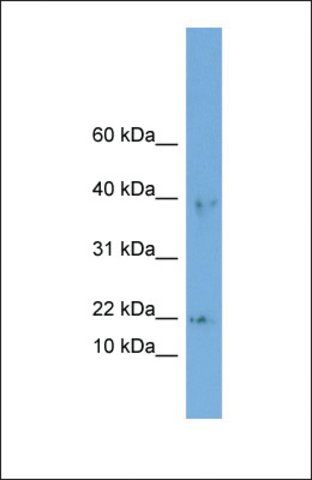 Anti-ARPC3 antibody produced in rabbit