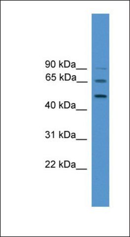 Anti-ATG4D antibody produced in rabbit