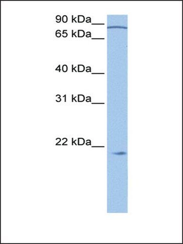 Anti-ARPC3 antibody produced in rabbit