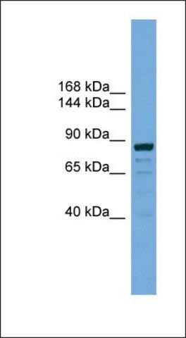 Anti-ATG9B antibody produced in rabbit