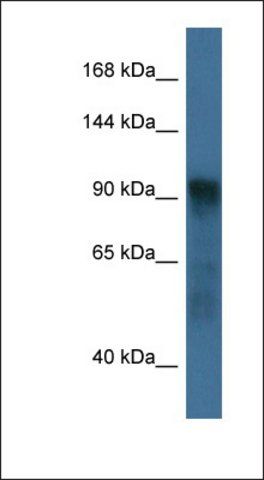 Anti-ATG9A antibody produced in rabbit