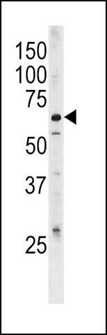 ANTI-ATG4D (CENTER) antibody produced in rabbit