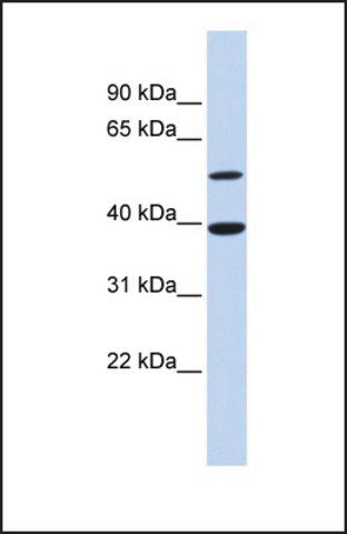 Anti-ATF7, (N-terminal) antibody produced in rabbit