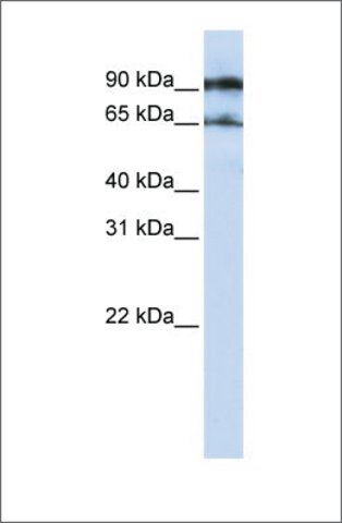 Anti-ATG9A antibody produced in rabbit