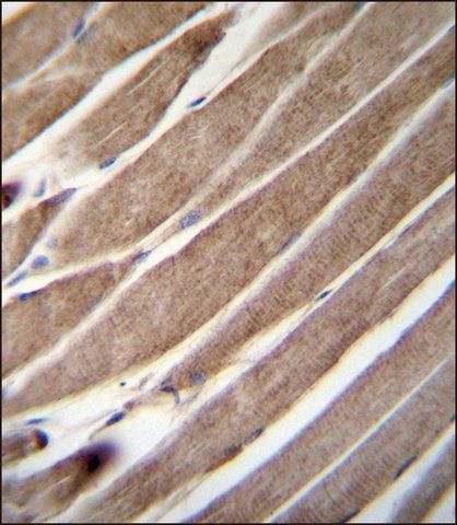 ANTI-ATG4D (N-TERM) antibody produced in rabbit