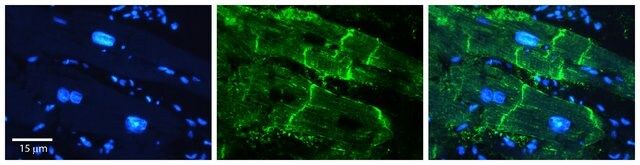 Anti-ATP1B1, (N-terminal) antibody produced in rabbit