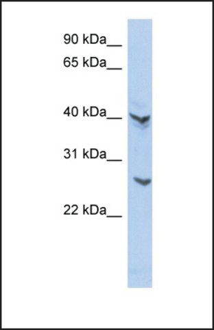 Anti-ATP6V0E2 antibody produced in rabbit