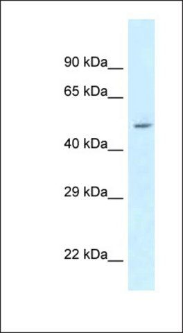 Anti-ATXN10 antibody produced in rabbit