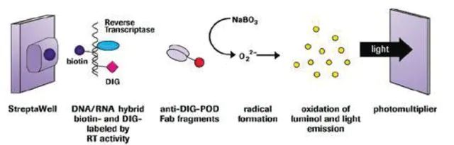 Reverse Transcriptase Assay, colorimetric