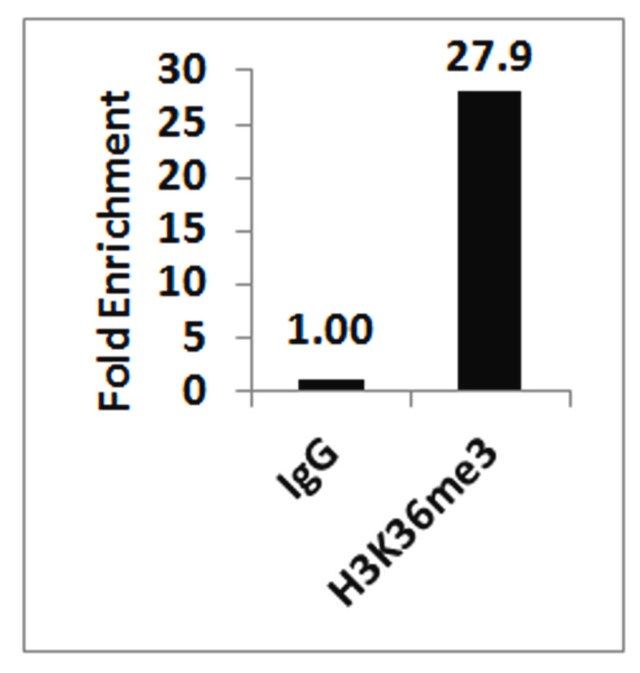 ChIPAb+ Trimethyl-Histone H3 (Lys36)-ChIP Validated Antibody and Primer Set