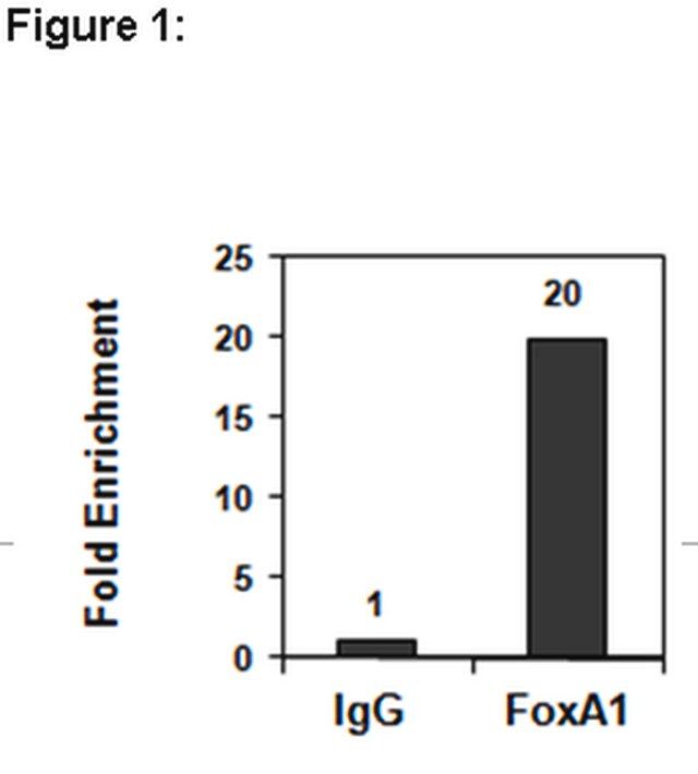 ChIPAb+ FOXA1 Antibody