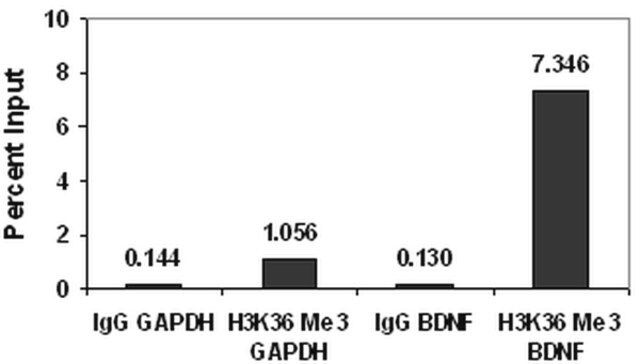 ChIPAb+ Trimethyl-Histone H3 (Lys36)-ChIP Validated Antibody and Primer Set, rabbit monoclonal