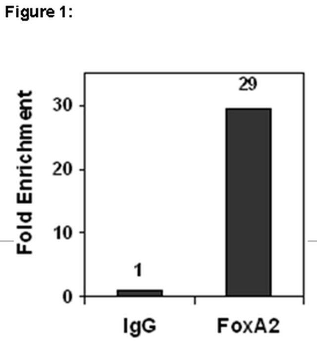 ChIPAb+ FOXA2-ChIP Validated Antibody and Primer Set