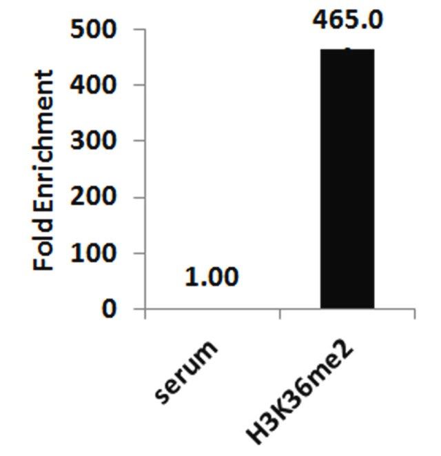 ChIPAb+ Dimethyl-Histone H3 (Lys36)-ChIP Validated Antibody and Primer Set