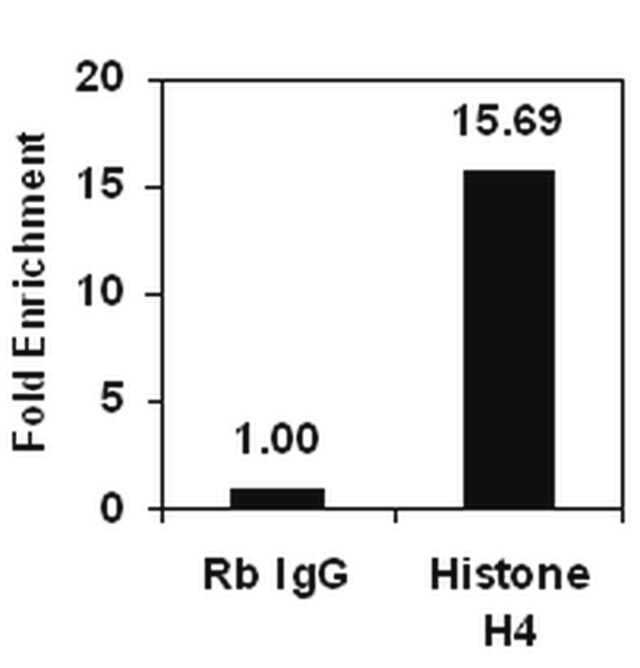ChIPAb+ Histone H4-ChIP Validated Antibody and Primer Set, rabbit monoclonal