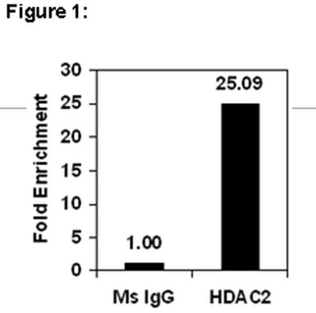 ChIPAb+ HDAC2-ChIP Validated Antibody and Primer Set