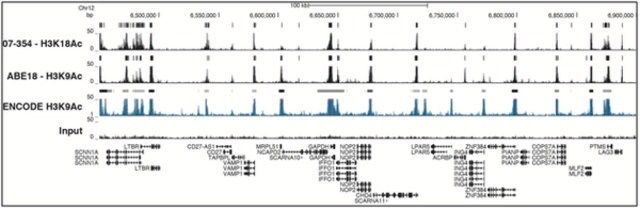 ChIPAb+ Acetyl-Histone H3 (Lys18)-ChIP Validated Antibody and Primer Set