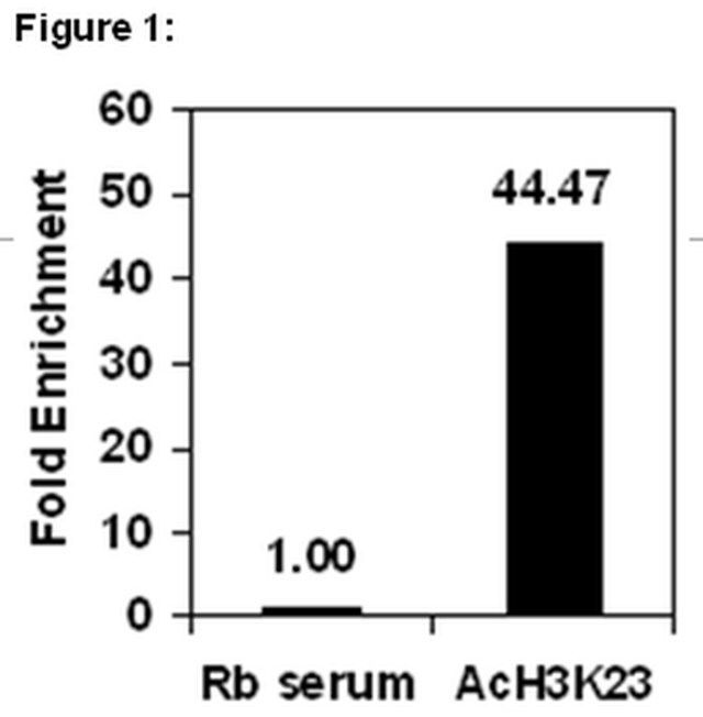 ChIPAb+ Acetyl Histone H3 (Lys23)-ChIP Validated Antibody and Primer Set