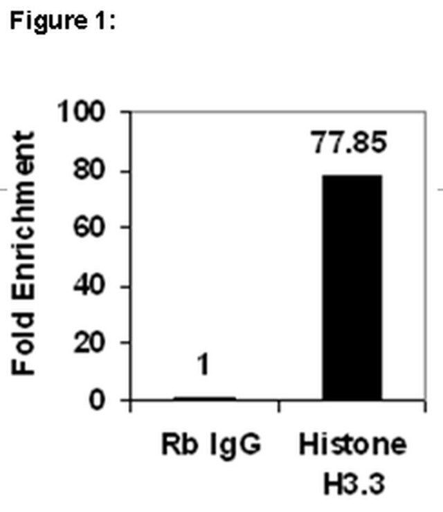 ChIPAb+ Histone H3.3-ChIP Validated Antibody and Primer Set