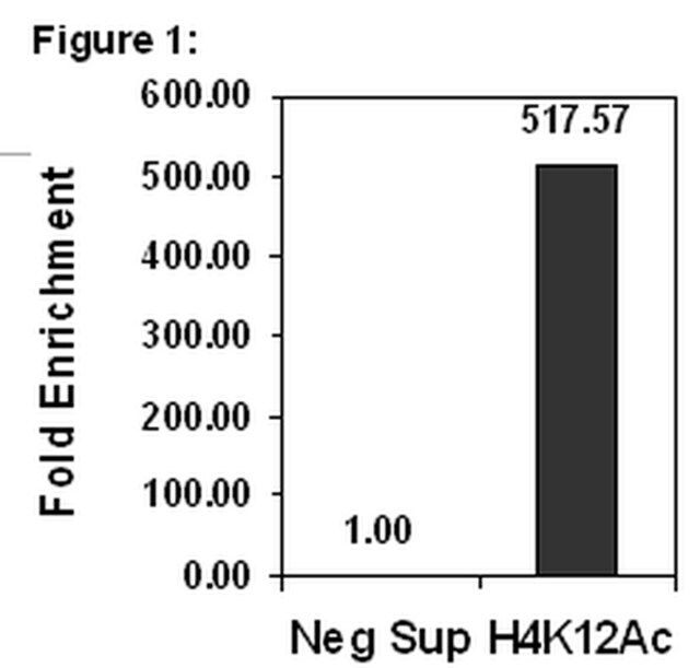 ChIPAb+ Acetyl-Histone H4 (Lys12)-ChIP Validated Antibody and Primer Set, rabbit monoclonal