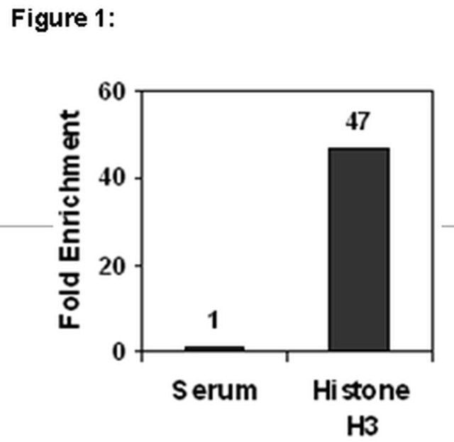 ChIPAb+ Histone H3 (CT)-ChIP Validated Antibody and Primer Set
