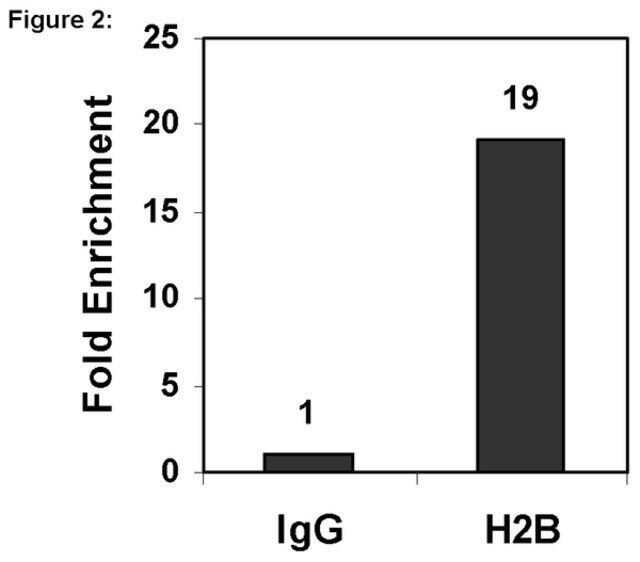 ChIPAb+ Histone H2B-ChIP Validated Antibody and Primer Set