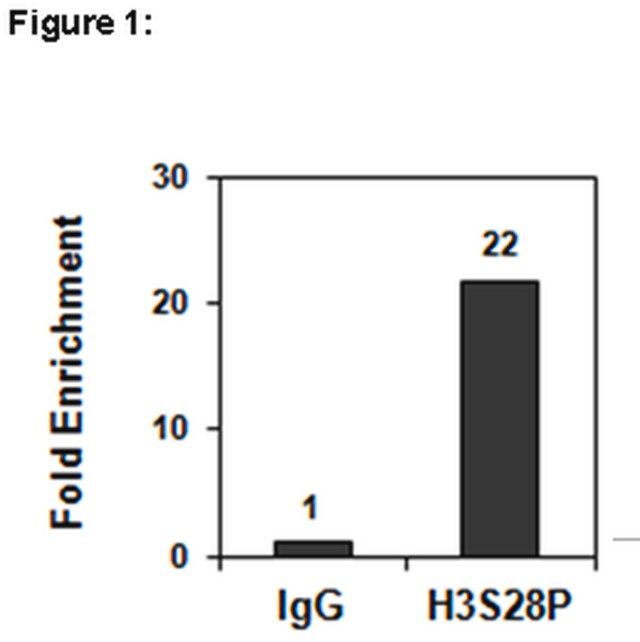 ChIPAb+ Phospho-Histone H3 (Ser28) Antibody