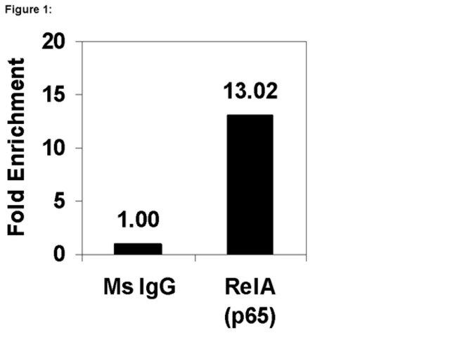 ChIPAb+ NFκB p65 (RelA)-ChIP Validated Antibody and Primer Set