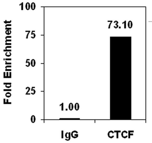 ChIPAb+ CTCF-ChIP Validated Antibody and Primer Set