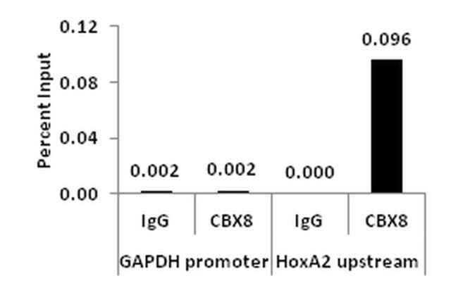 ChIPAb+ CBX8-ChIP Validated Antibody and Primer Set
