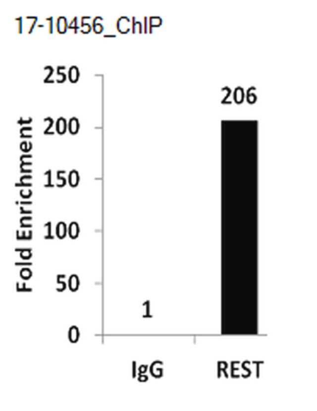 ChIPAb+ REST-ChIP Validated Antibody and Primer Set