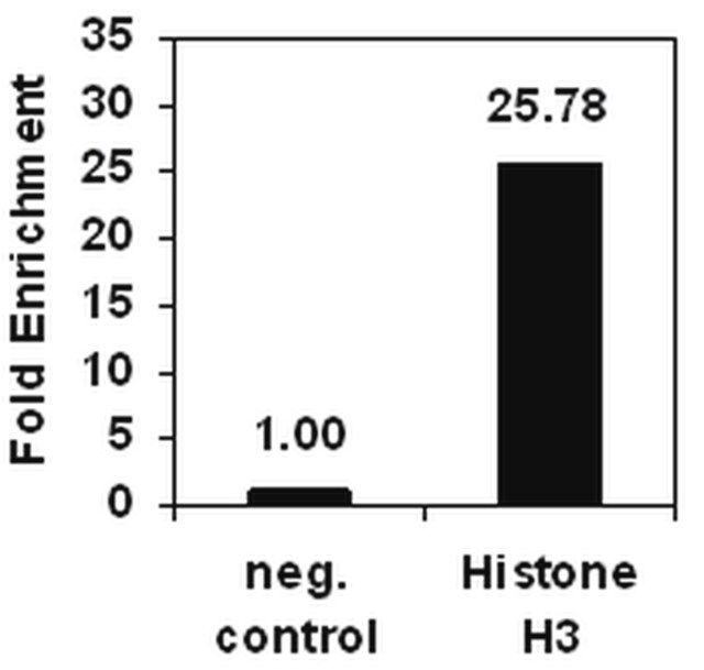 ChIPAb+ Histone H3 (CT)-ChIP Validated Antibody and Primer Set, rabbit monoclonal