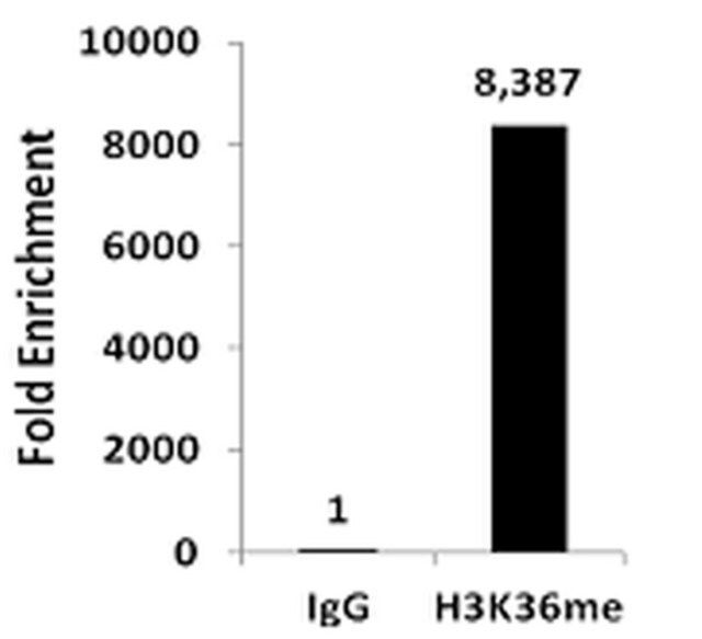 ChIPAb+ Monomethyl-Histone H3 (Lys36)-ChIP Validated Antibody and Primer Set