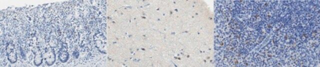 Anti-Nudel (NDEL1) Antibody, clone 15D5.1