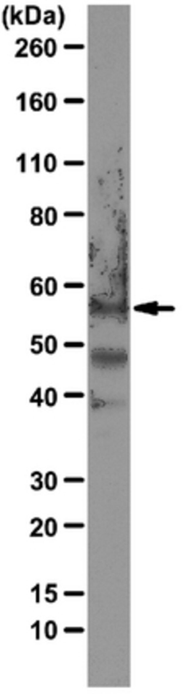 Anti-PAX7 Antibody, clone 2F12H4