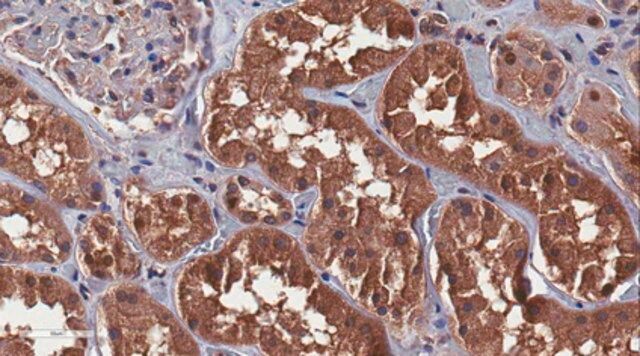 Anti-Polycystin-1 Antibody, clone E4 (5F4D2)