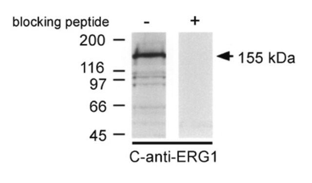 Anti-Potassium Channel ERG1 Antibody, CT