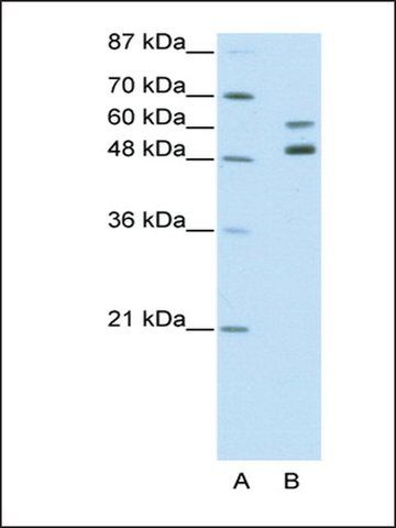 Anti-ZNF682 antibody produced in rabbit