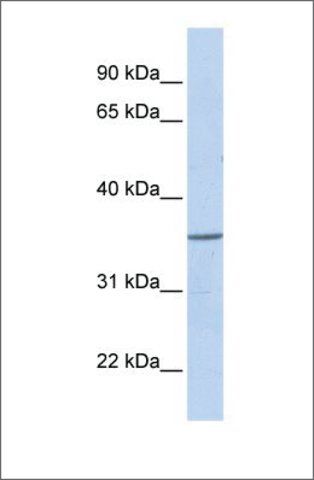 Anti-ZNF688 (ab1) antibody produced in rabbit