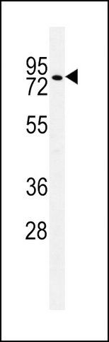 ANTI-ZNF69 (C-TERM) antibody produced in rabbit