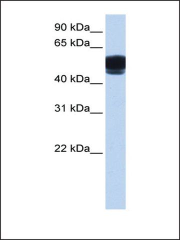 Anti-ZNF681 (AB2) antibody produced in rabbit