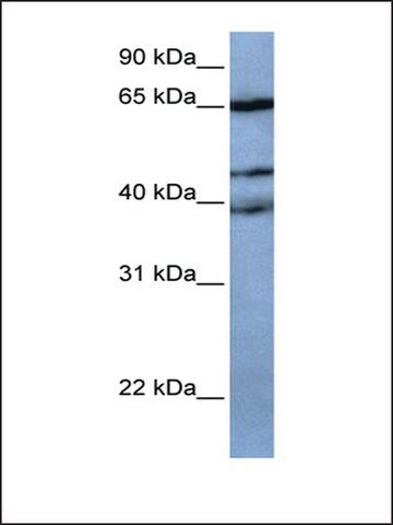 Anti-ZNF681 (AB1) antibody produced in rabbit