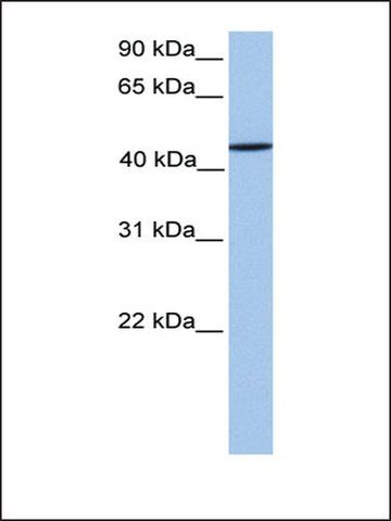 Anti-ZNF680 antibody produced in rabbit