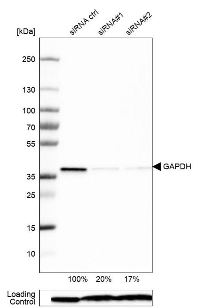 Monoclonal Anti-GAPDH antibody produced in mouse