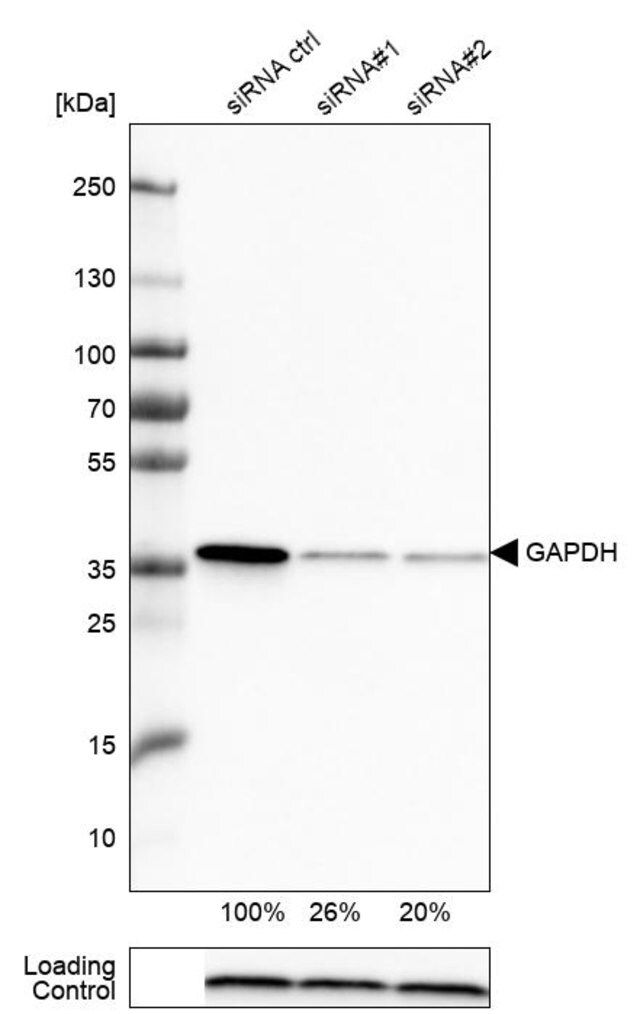 Monoclonal Anti-GAPDH antibody produced in mouse