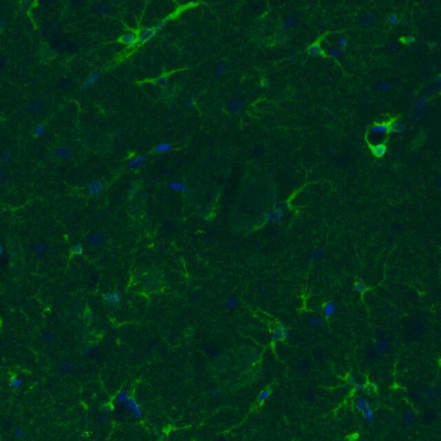 Monoclonal Anti-GLUL antibody produced in mouse