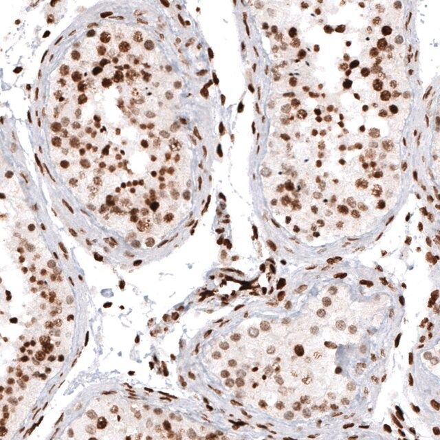 Monoclonal Anti-HIST1H2AG antibody produced in mouse