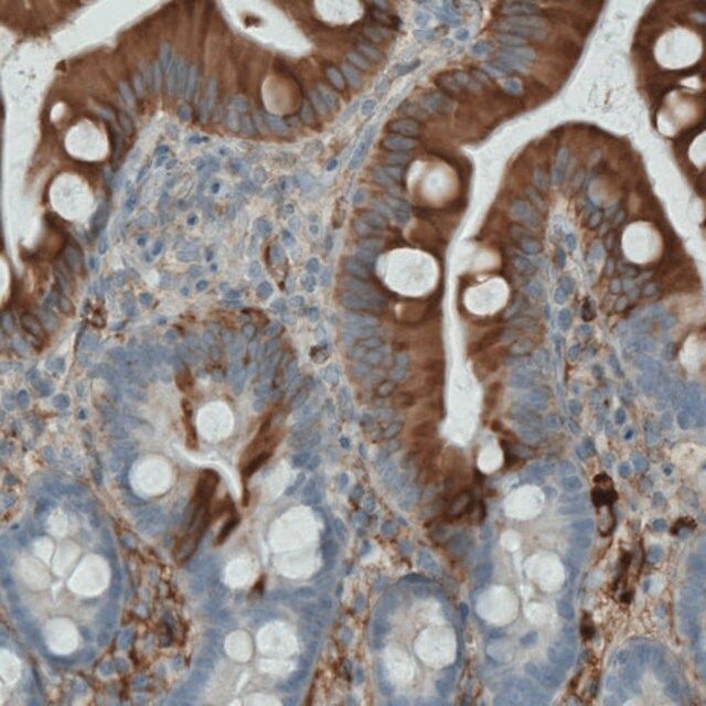 Monoclonal Anti-APOA4 antibody produced in mouse