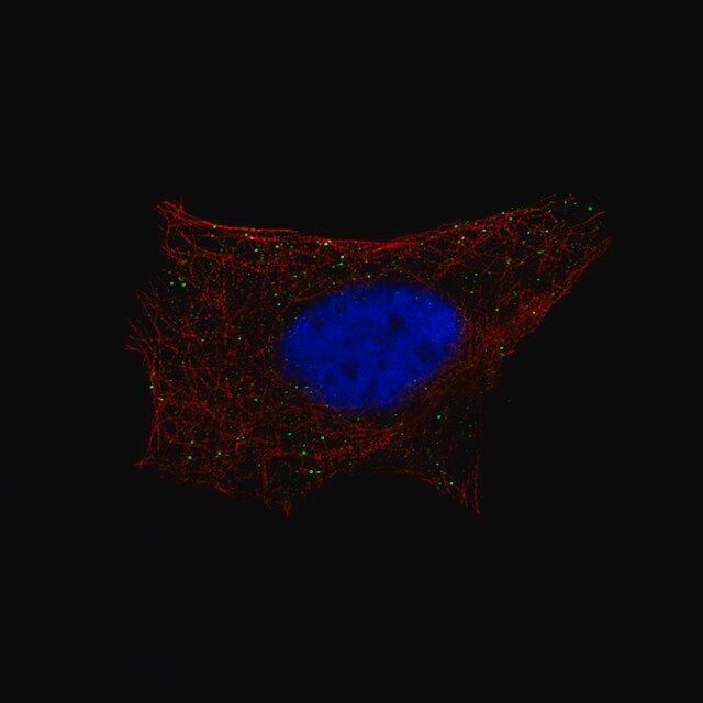 Monoclonal Anti-B3GAT1 antibody produced in mouse